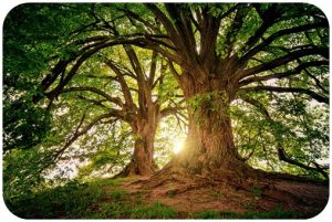 alt="tree-3822149_960_720"